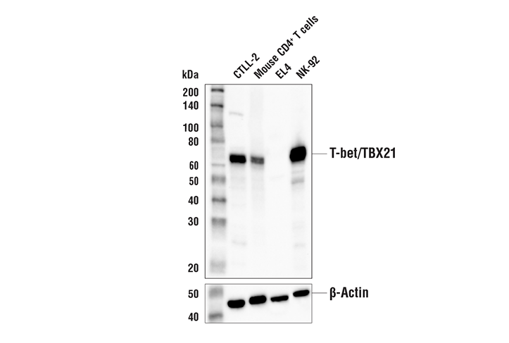 Western Blotting Image 1: T-bet/TBX21 (E4I2K) Rabbit mAb