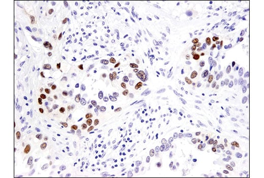 Immunohistochemistry Image 2: Sox9 (D8G8H) Rabbit mAb (BSA and Azide Free)