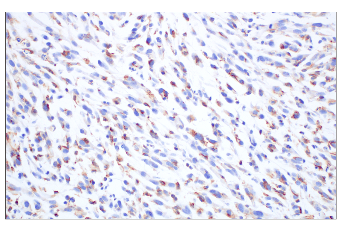 Siglec-1/CD169 (E1D7G) Rabbit mAb (BSA and Azide Free