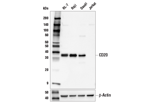 Western Blotting Image 1: CD20 (E7B7T) XP<sup>®</sup> Rabbit mAb (BSA and Azide Free)
