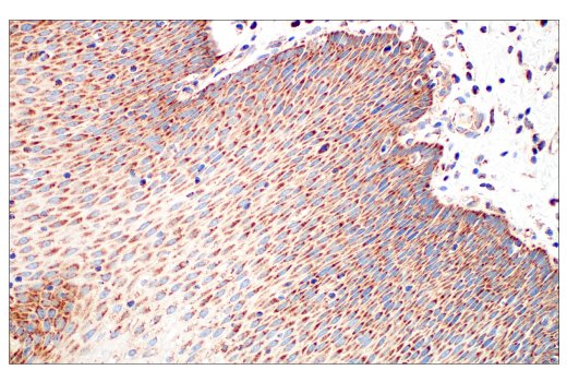 Immunohistochemistry Image 10: TFAM (D5C8) Rabbit mAb
