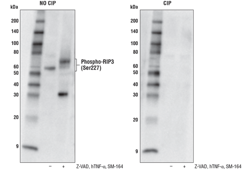 undefined Image 2: PhosphoPlus<sup>®</sup> RIP3 (Ser227) Antibody Duet