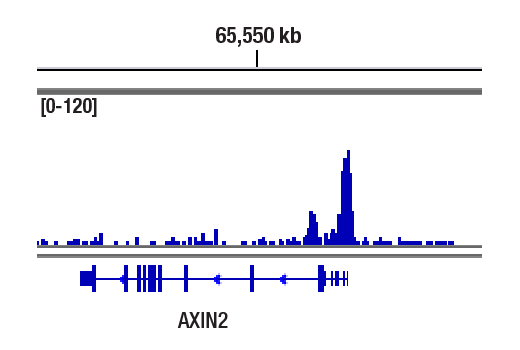 CUT & RUN Image 1: Non-phospho (Active) β-Catenin (Ser33/37/Thr41) (D13A1) Rabbit mAb