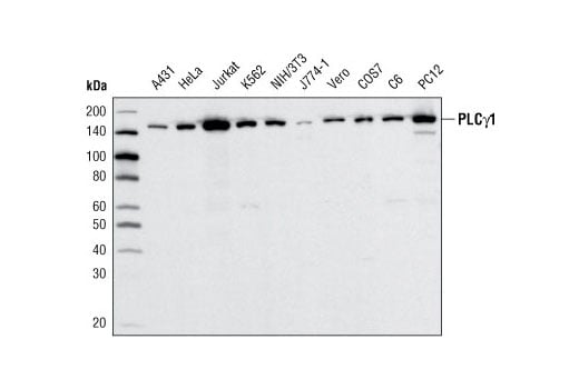Western Blotting Image 1: PLCγ1 (D9H10) XP® Rabbit mAb (BSA and Azide Free)