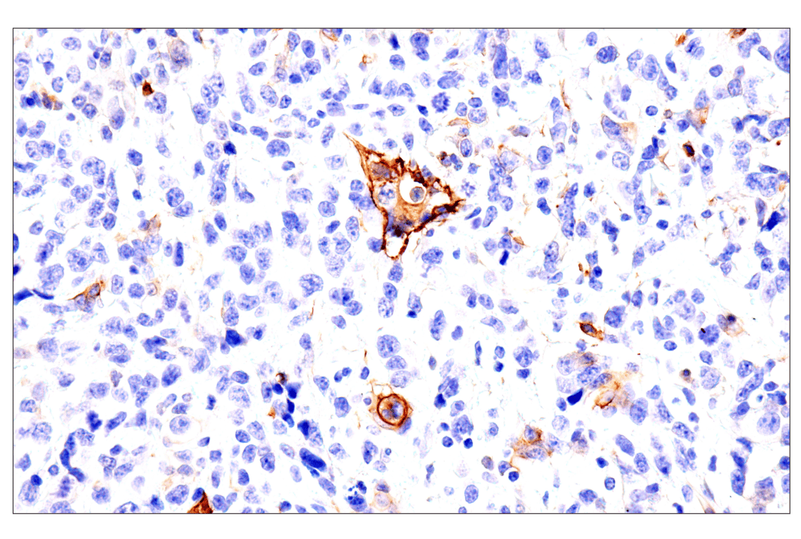 Immunohistochemistry Image 15: p75NTR (E7I3M) Rabbit mAb