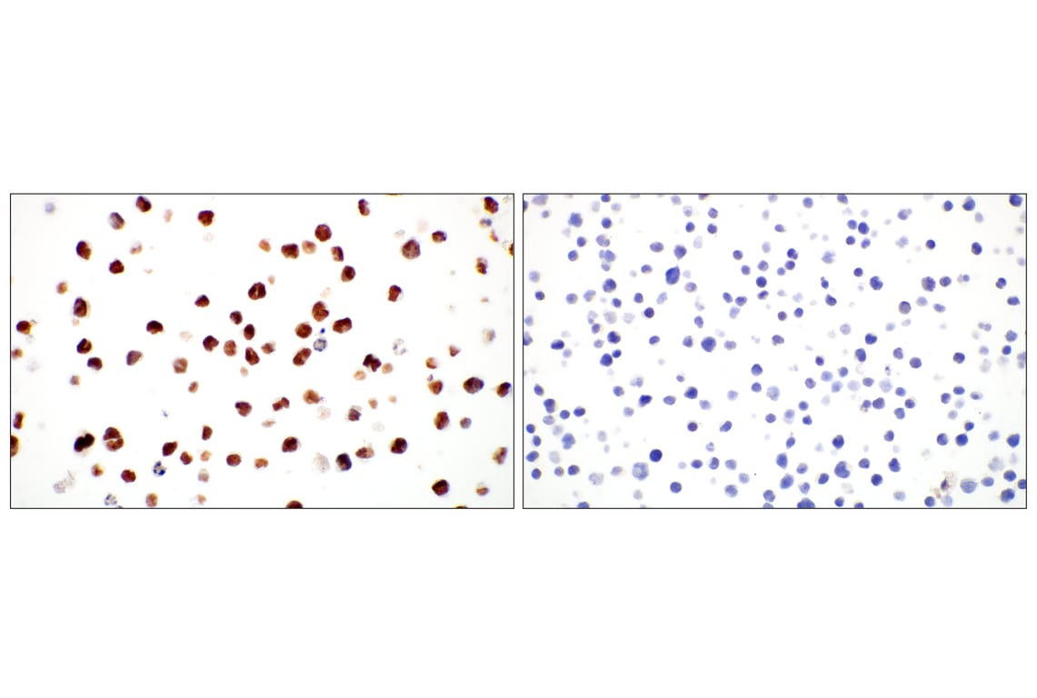 Immunohistochemistry Image 8: GATA-2 (E8B5C) Rabbit mAb (BSA and Azide Free)