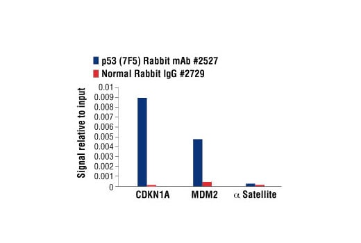 undefined Image 11: PhosphoPlus<sup>®</sup> p53 (Ser15) Antibody Duet