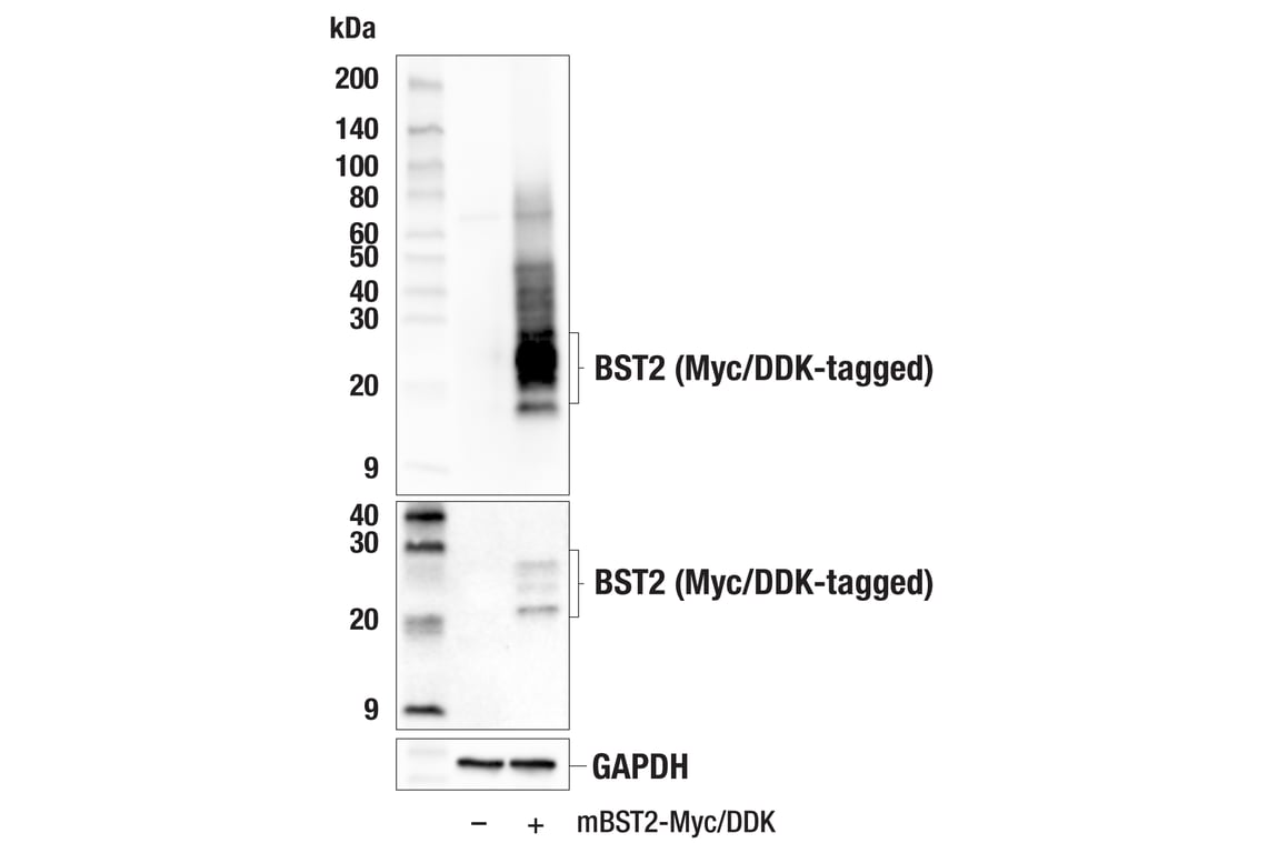 Western Blotting Image 3: BST2 (E5D1Z) Rabbit mAb