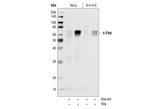 Western Blotting Image 1: c-Fos (9F6) Rabbit mAb (BSA and Azide Free)