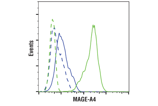 Flow Cytometry Image 1: MAGE-A4 (E7O1U) XP<sup>®</sup> Rabbit mAb (BSA and Azide Free)