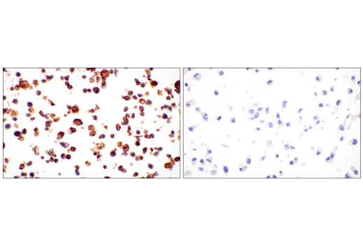 Immunohistochemistry Image 7: BST2 (E4N3W) XP<sup>®</sup> Rabbit mAb