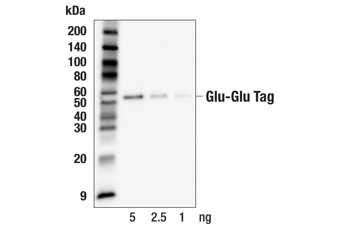 Western Blotting Image 2: Glu-Glu Tag (F7J1B) Mouse mAb
