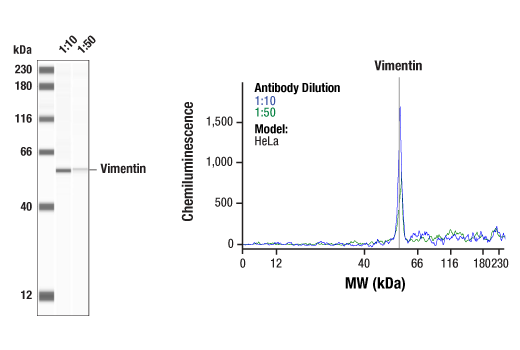 undefined Image 10: Cell Fractionation Antibody Sampler Kit