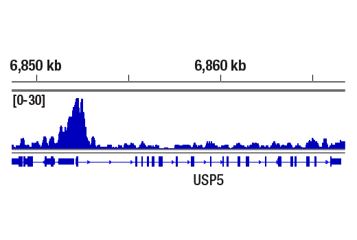 CUT & RUN Image 1: NRF1 (D9K6P) Rabbit mAb