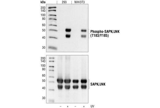 Western Blotting Image 2: Phospho-SAPK/JNK (Thr183/Tyr185) (98F2) Rabbit mAb
