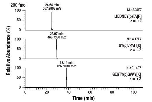 undefined Image 5: PTMScan<sup>®</sup> Control Peptides Phospho-Tyrosine