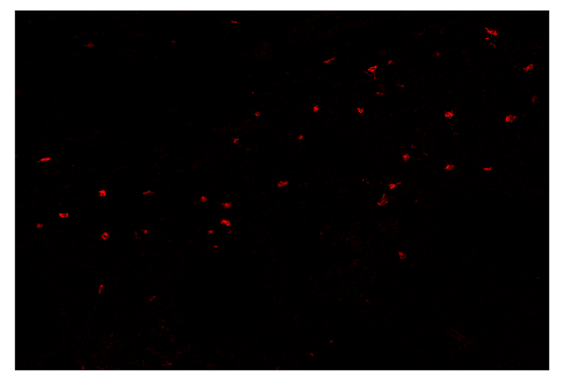 Immunohistochemistry Image 4: XCR1 (D2F8T) & CO-0015-594 SignalStar<sup>™</sup> Oligo-Antibody Pair