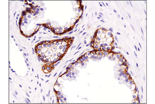 Immunohistochemistry Image 3: Na,K-ATPase α1 (D4Y7E) Rabbit mAb