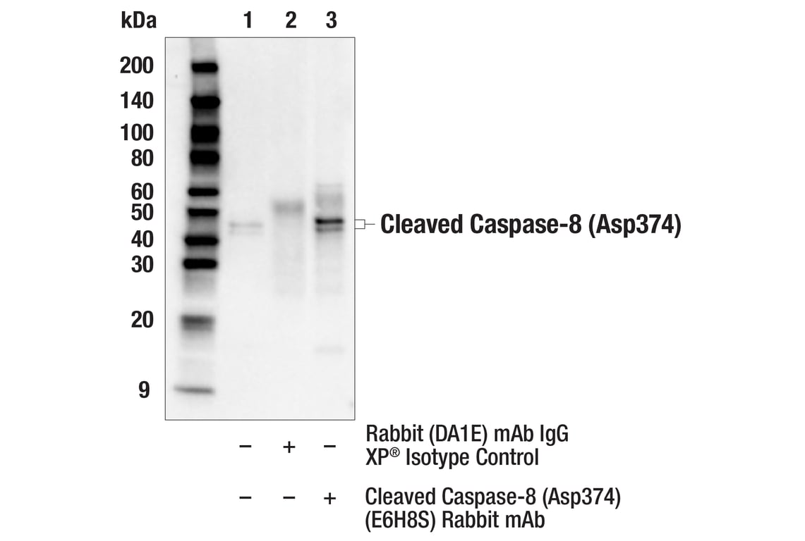 undefined Image 36: Apoptosis Antibody Sampler Kit II