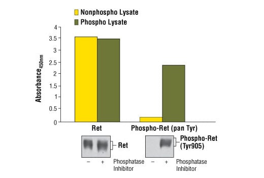 ELISA Image 1: PathScan<sup>®</sup> Phospho-Ret (panTyr) Sandwich ELISA Kit