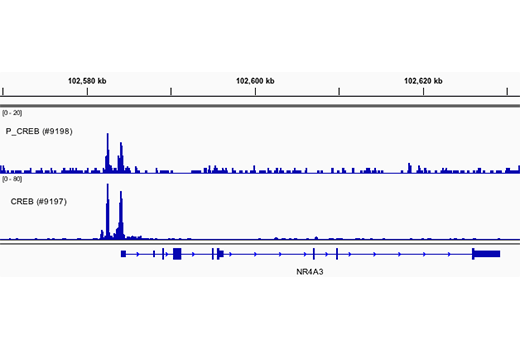 undefined Image 20: PhosphoPlus<sup>®</sup> CREB (Ser133) Antibody Duet