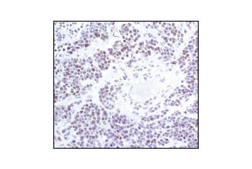 undefined Image 5: Microglia Proliferation Module Antibody Sampler Kit
