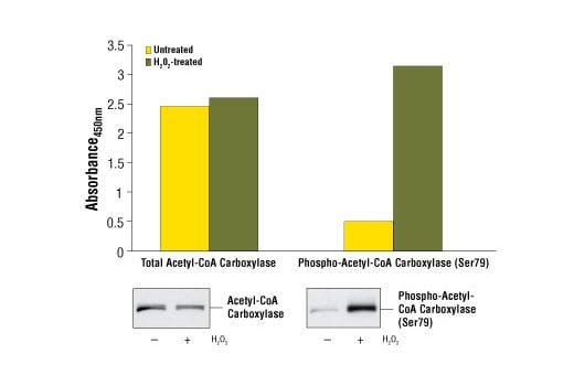 ELISA Image 1: PathScan<sup>®</sup> Phospho-Acetyl-CoA Carboxylase (Ser79) Sandwich ELISA Kit