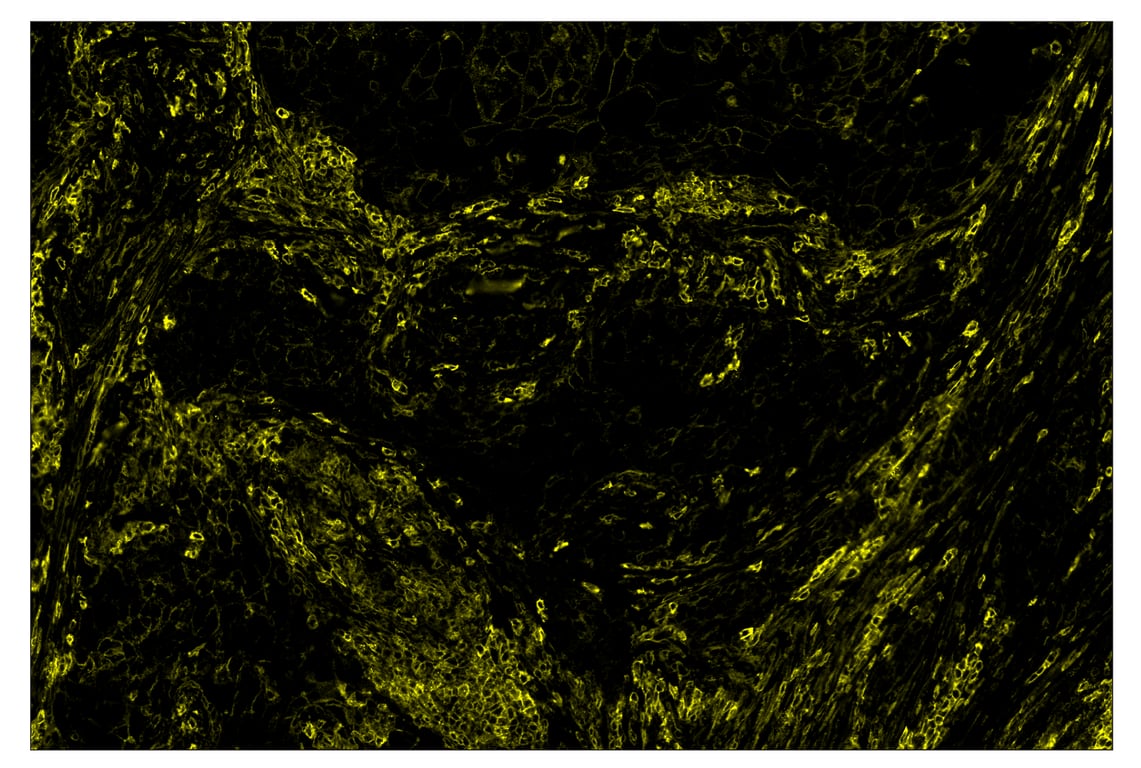 Immunohistochemistry Image 3: CD44 (E7K2Y) & CO-0030-647 SignalStar<sup>™</sup> Oligo-Antibody Pair