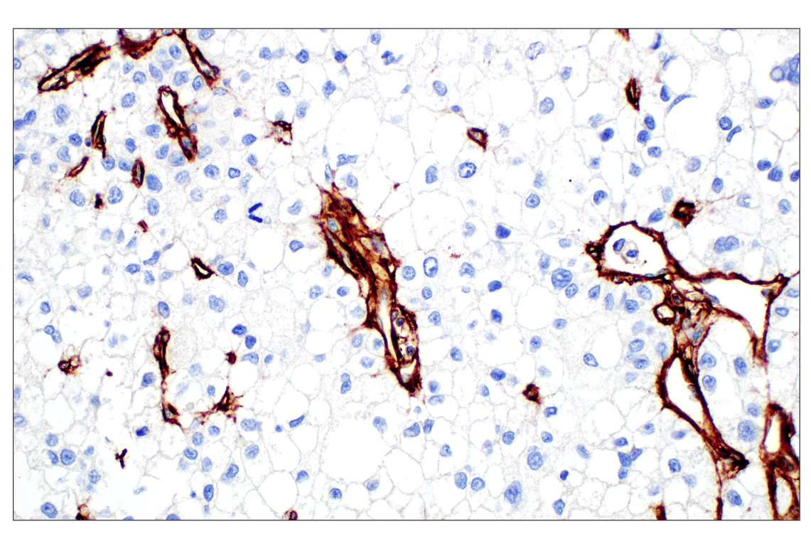 Immunohistochemistry Image 1: COL4A1 (E5M6R) Rabbit mAb (IHC Formulated)