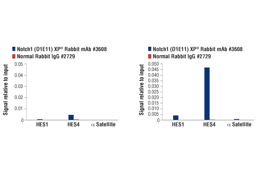 Chromatin Immunoprecipitation Image 1: Notch1 (D1E11) XP<sup>®</sup> Rabbit mAb