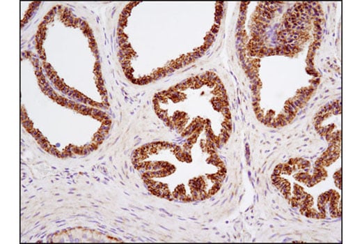 Immunohistochemistry Image 2: C1QBP (D7H12) XP<sup>®</sup> Rabbit mAb (BSA and Azide Free)