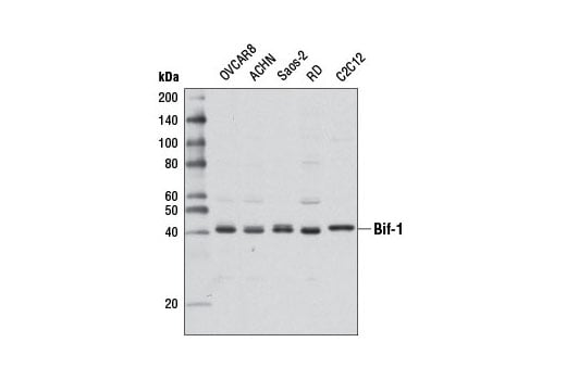 undefined Image 6: Autophagy Vesicle Nucleation Antibody Sampler Kit