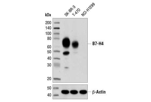 Western Blotting Image 1: B7-H4 (D1M8I) XP<sup>®</sup> Rabbit mAb (BSA and Azide Free)