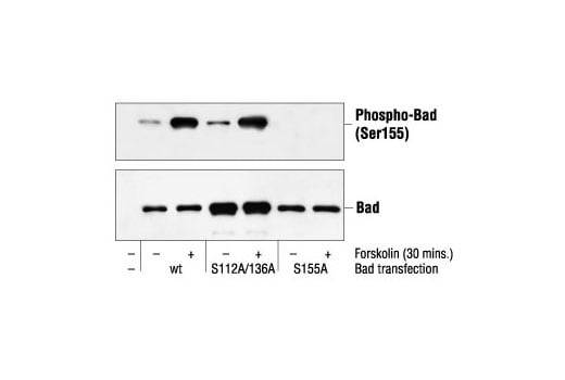 Western Blotting Image 1: Phospho-Bad (Ser155) Antibody