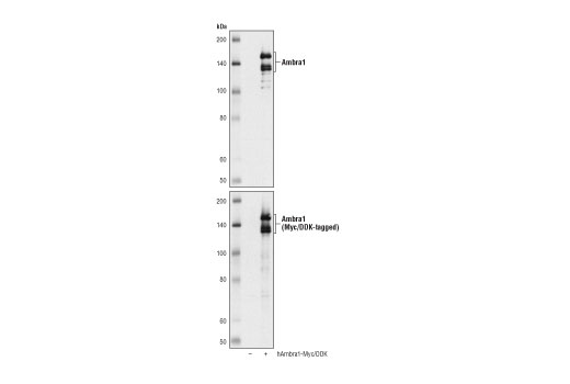 Western Blotting Image 2: Ambra1 Antibody