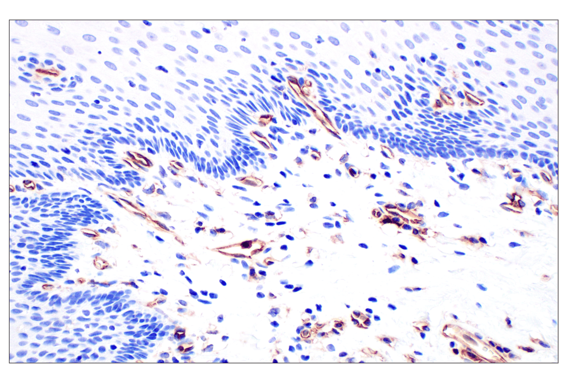 Immunohistochemistry Image 10: CD31 (PECAM-1) (F8M3S) Rabbit mAb (BSA and Azide Free)