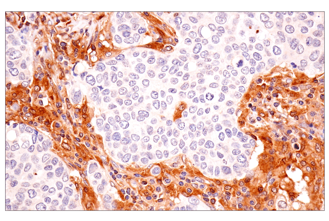 Immunohistochemistry Image 4: TRIM21 (D1O1D) Rabbit mAb