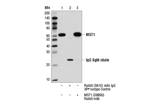 undefined Image 16: Hippo Pathway: Upstream Signaling Antibody Sampler Kit