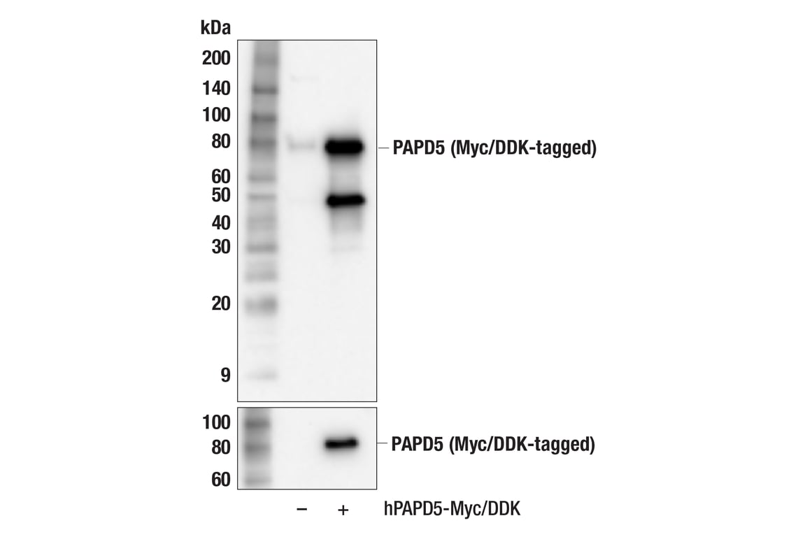 Western Blotting Image 3: PAPD5 (E9A5D) Rabbit mAb