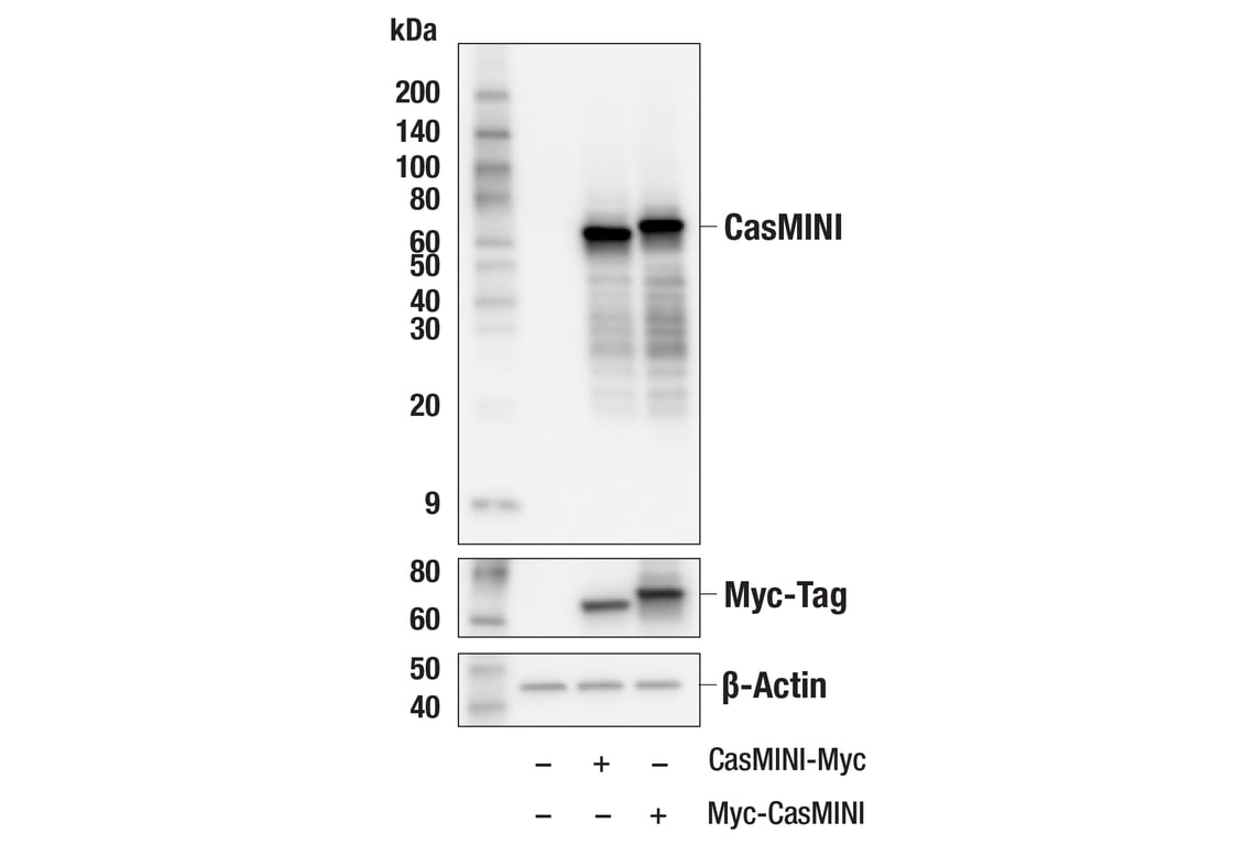 Western Blotting Image 1: CasMINI (8H3-H1) Mouse mAb