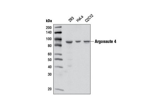 Western Blotting Image 1: Argonaute 4 (D10F10) Rabbit mAb