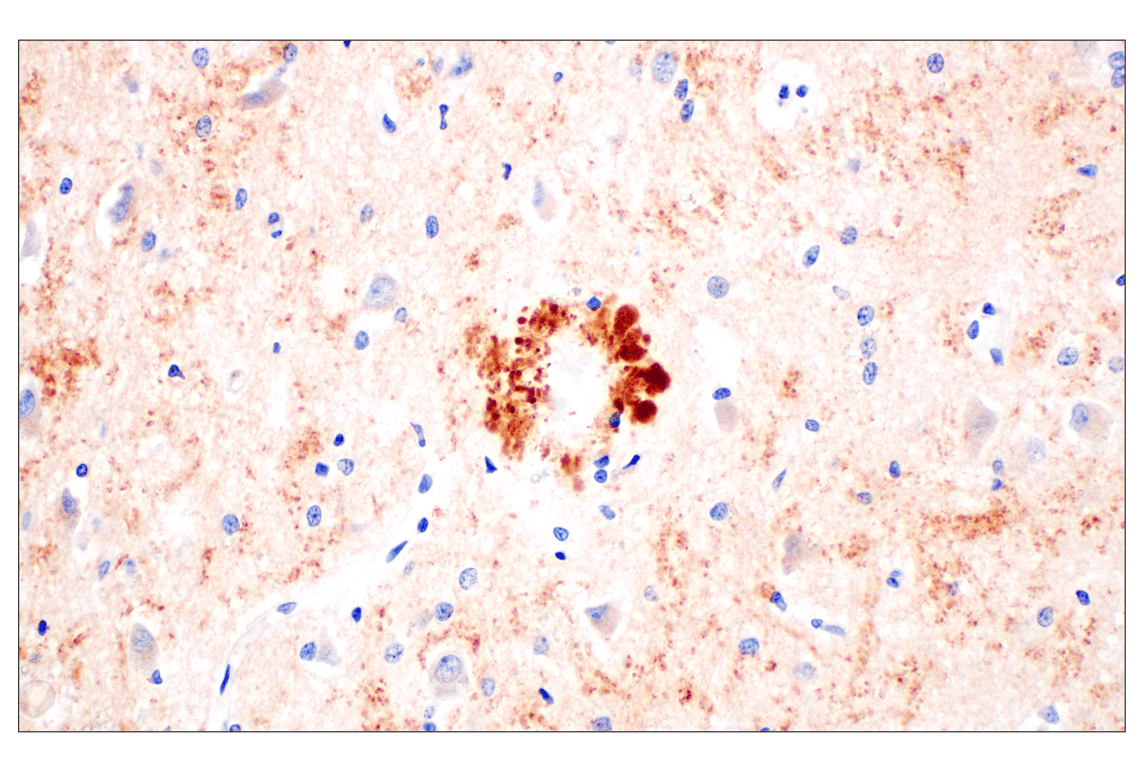 Immunohistochemistry Image 1: BACE1 (F4Z7X) Rabbit mAb (BSA and Azide Free)