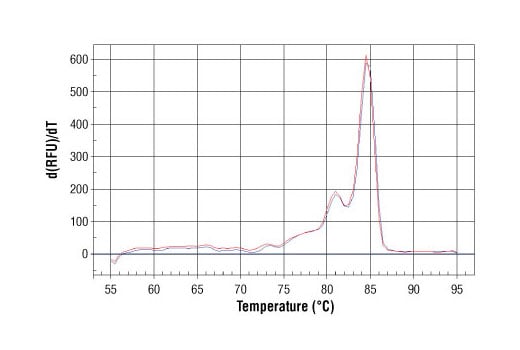 Chromatin Immunoprecipitation Image 1: SimpleChIP<sup>®</sup> Mouse MYT-1 Promoter Primers