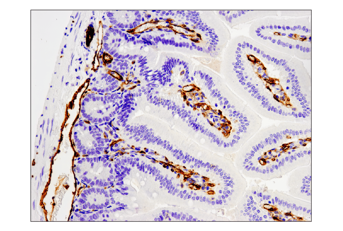 Immunohistochemistry Image 1: CD31 (PECAM-1) (D8V9E) XP<sup>®</sup> Rabbit mAb (BSA and Azide Free)