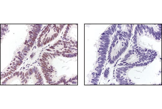 Immunohistochemistry Image 3: 53BP1 Antibody