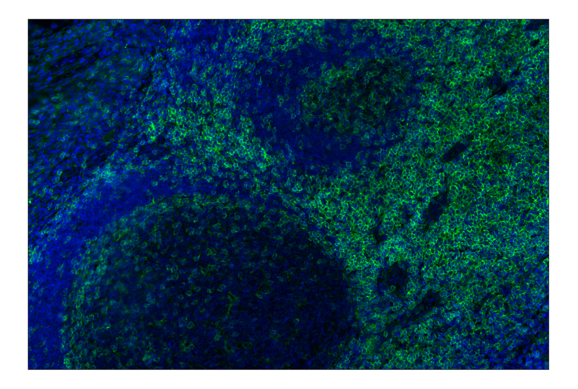 Immunohistochemistry Image 1: CD4 (MSVA-004R) Rabbit mAb (Alexa Fluor<sup>®</sup> 488 Conjugate)