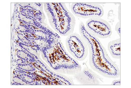 Immunohistochemistry Image 2: F4/80 (D2S9R) XP<sup>®</sup> Rabbit mAb (BSA and Azide Free)