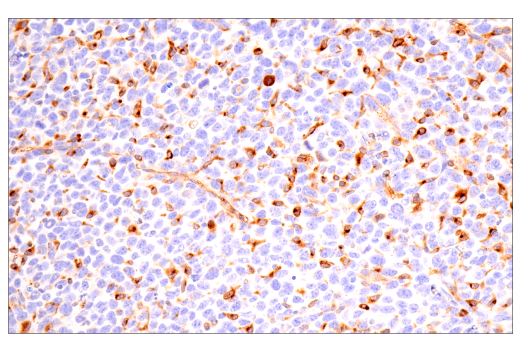 Immunohistochemistry Image 4: ApoE (E7X2A) Rabbit mAb (BSA and Azide Free)