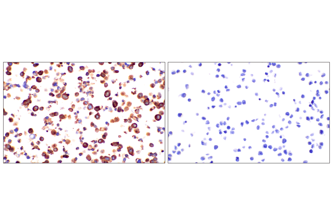 Immunohistochemistry Image 8: CHGA (F7D6H) Rabbit mAb