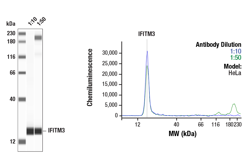 undefined Image 31: Host Cell Viral Restriction Factor Antibody Sampler Kit